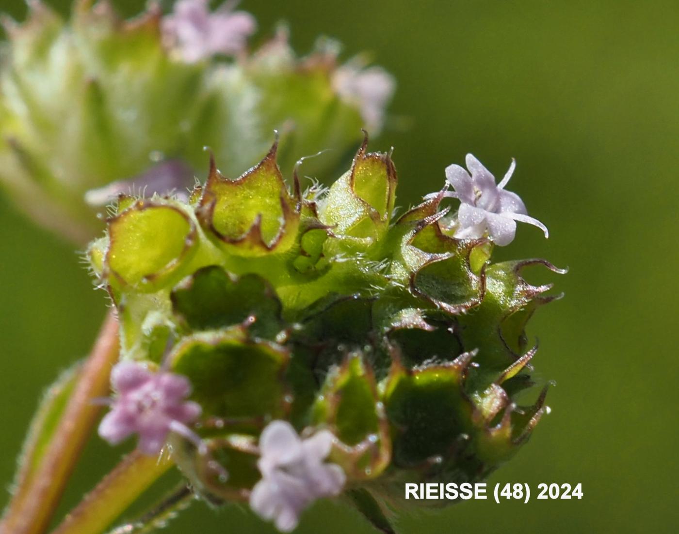 Lamb's Lettuce fruit